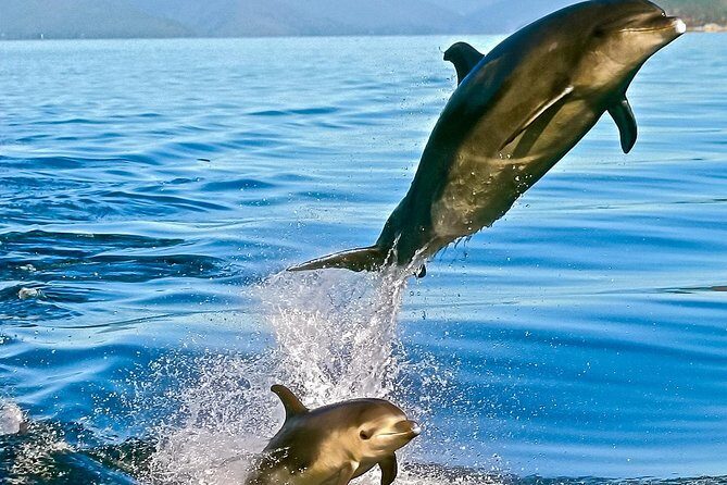 Captain Cook and Dolphin Cruise - An In-Depth Look at the Captain Cook and Dolphin Cruise