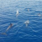 Captain's Choice: Dolphin Watch Sunset Sail - What Makes This Tour Stand Out?