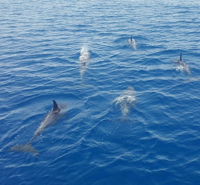 Captain's Choice: Dolphin Watch Sunset Sail - What Makes This Tour Stand Out?