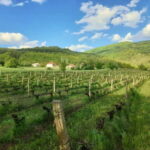 Careva Distillery: Taste Macedonian Brandies, Wines & Nature - Who Will Enjoy This Tour?
