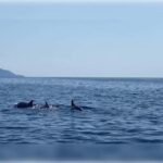 Cargèse: Capo Rosso "Snorkeling" and Sea Cave Tour - A Thorough Look at the Tour Experience