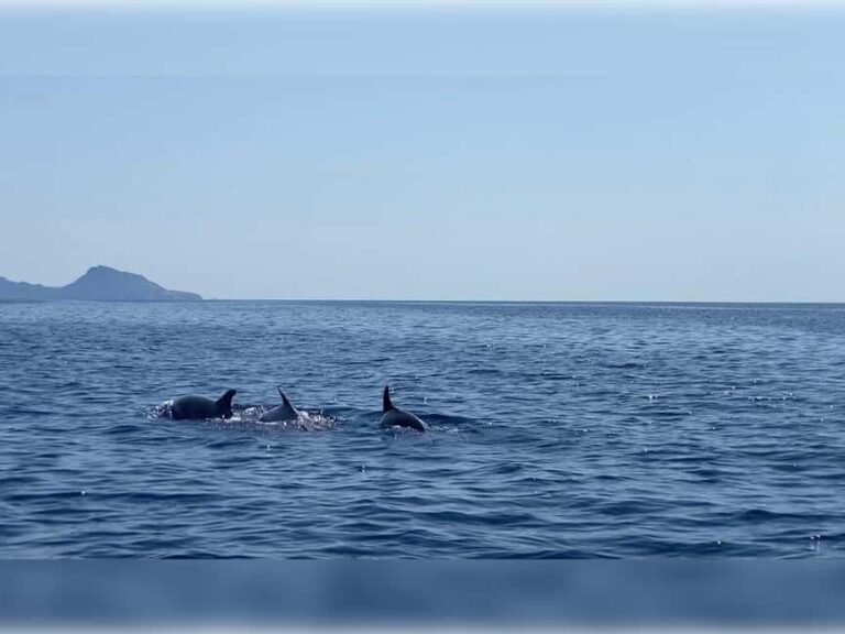 Cargèse: Capo Rosso "Snorkeling" and Sea Cave Tour - A Thorough Look at the Tour Experience