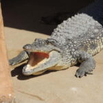 Carini: admission ticket to the Biopark of Sicily - Exploring the Biopark of Sicily in Detail