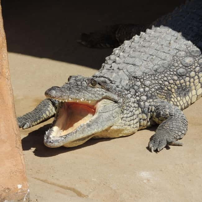 Carini: admission ticket to the Biopark of Sicily - Exploring the Biopark of Sicily in Detail