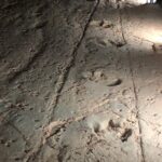 Carisbrooke Station and Dinosaur Stampede Day Tour - FAQ