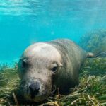Carnac Island Half Day Sail - A Deep Dive into the Experience