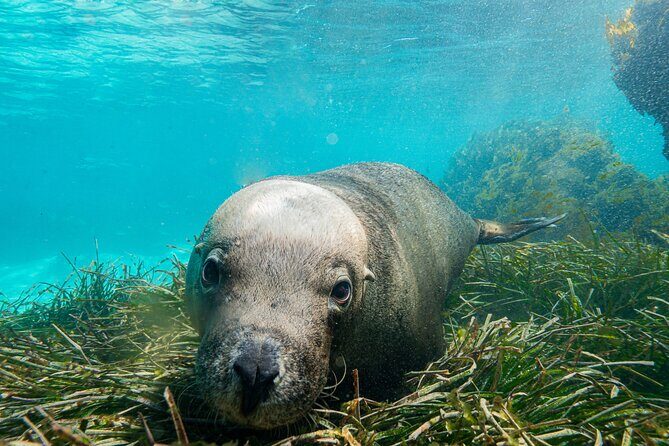 Carnac Island Half Day Sail - A Deep Dive into the Experience