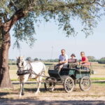 CARRIAGE Ride On The Beach (Rosário Beach) - Why This Tour Stands Out