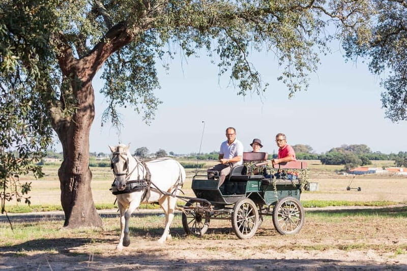 CARRIAGE Ride On The Beach (Rosário Beach) - Why This Tour Stands Out