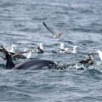 Cascais: Dolphin Watching Speedboat Tour - FAQ