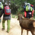 Castiadas: trekking in the S'Acqua Callenti forest - Pricing & Value Analysis