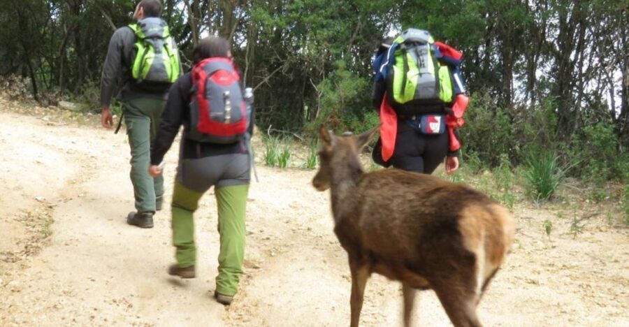 Castiadas: trekking in the S'Acqua Callenti forest - Pricing & Value Analysis