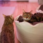 Cat Museum Budapest Entry Ticket - Additional Details and Practical Tips