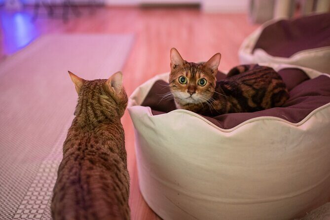 Cat Museum Budapest Entry Ticket - Additional Details and Practical Tips
