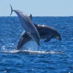 Catamaran Le Providence: Discover the bottlenose dolphin at Le Grau-du-Roi - FAQs