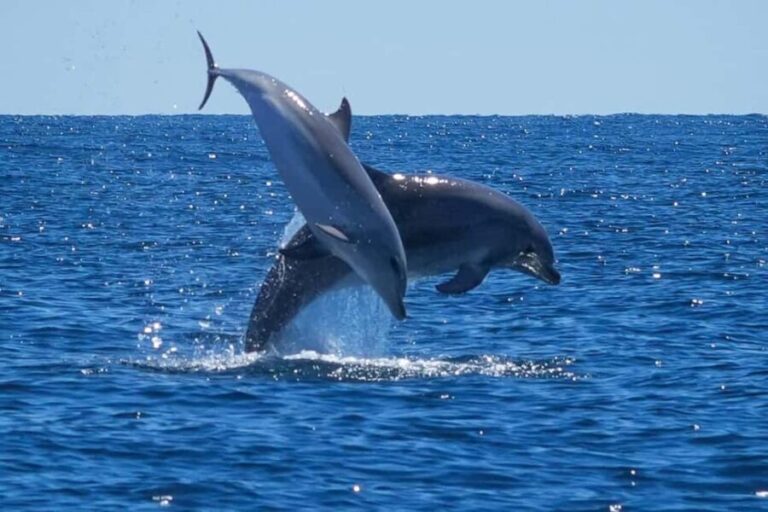 Catamaran Le Providence: Discover the bottlenose dolphin at Le Grau-du-Roi - FAQs