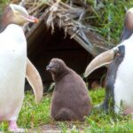 Catlins Cruiser Private Tour from Dunedin Cruise Port - Price and Value
