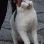 Cats of Athens - Walking Tour - An In-Depth Look at the Cats of Athens Walking Tour