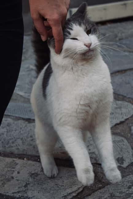 Cats of Athens - Walking Tour - An In-Depth Look at the Cats of Athens Walking Tour