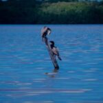 Celestún Flamingos, Beach, and Seafood Tour, leaving from Merida - What Makes This Tour Stand Out?