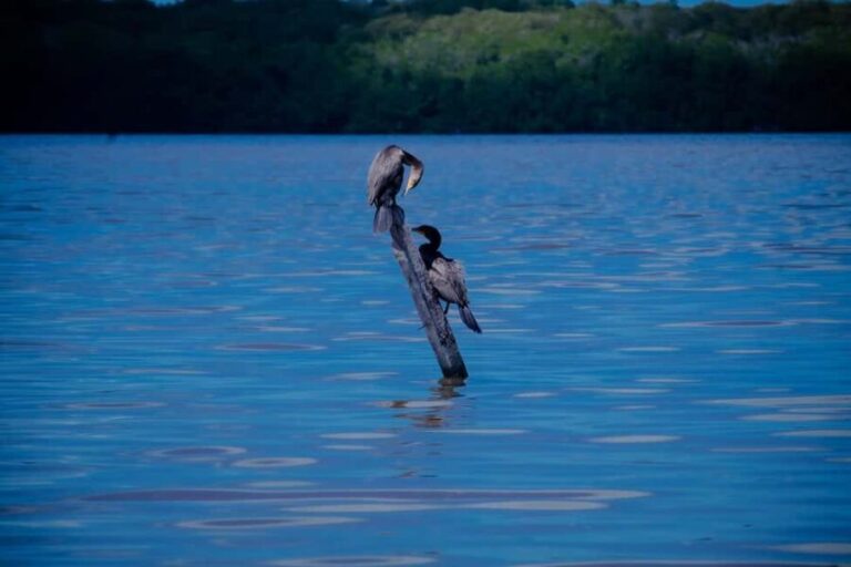 Celestún Flamingos, Beach, and Seafood Tour, leaving from Merida - What Makes This Tour Stand Out?