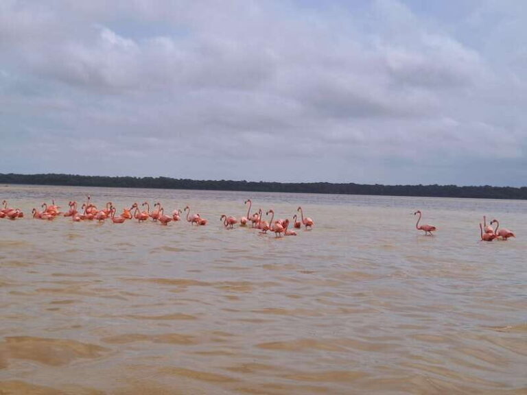 Celestun + Lunch, Boat Ride & beach time. - A Deep Dive into the Celestún Experience
