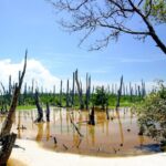 Celestun Nature Reserve Flamingo Tour-Boat to Flamingo Paradise from Merida - Final Thoughts: Is It Worth It?