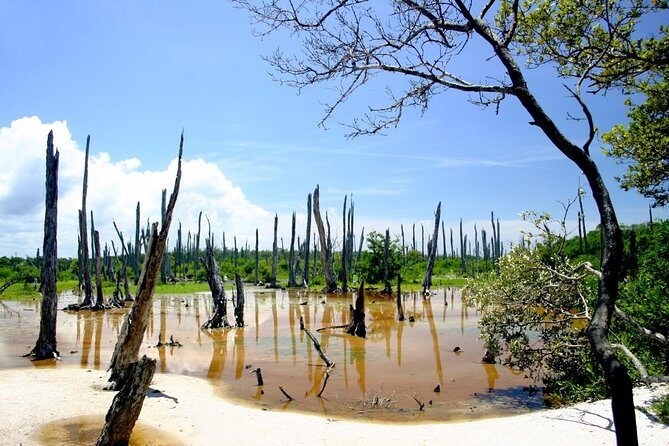 Celestun Nature Reserve Flamingo Tour-Boat to Flamingo Paradise from Merida - Final Thoughts: Is It Worth It?