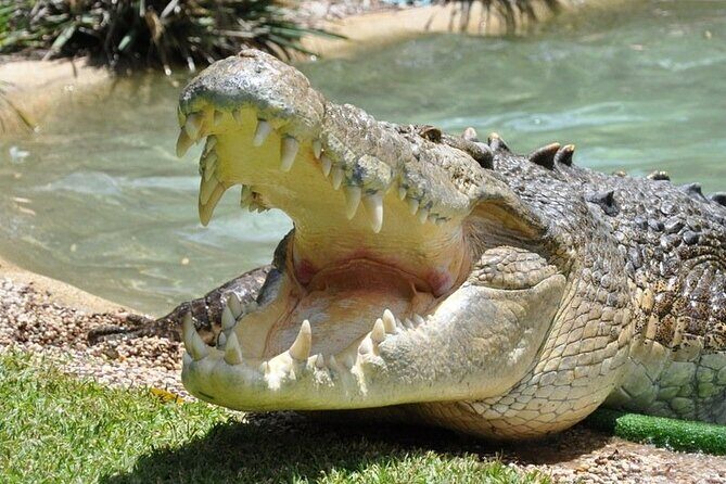 Central Coast Private Day Tour | Beaches, Bays and Wildlife & Reptile Park Entry - Who Should Consider This Tour?