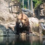 Central Park Zoo Entry Ticket - Practical Advice for Visitors