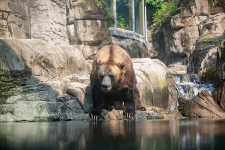 Central Park Zoo Entry Ticket - Practical Advice for Visitors