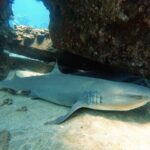 Certified Divers! Scuba dive the Ka'anapali Coast and more! - Detailed Review of the Maui Shore Dive Tour