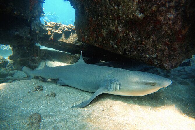 Certified Divers! Scuba dive the Ka'anapali Coast and more! - Detailed Review of the Maui Shore Dive Tour