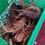 Cervantes: Lobster Catching Tour - The Sum Up