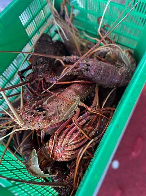 Cervantes: Lobster Catching Tour - The Sum Up