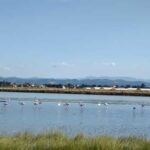 Cervia & Milano Marittima on APE CALESSINO vintage - FAQs