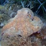 Chalkidiki: Scuba Diving for Beginners in Kassandra - The Itinerary: An In-Depth Look