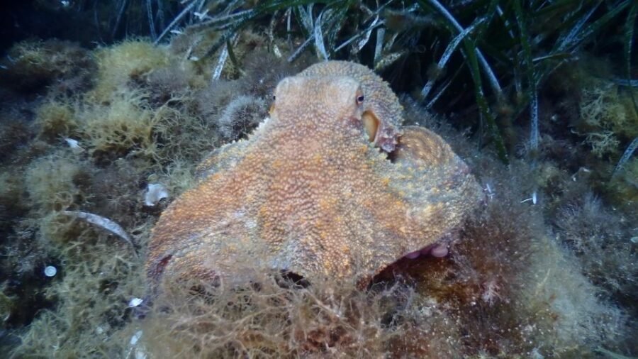 Chalkidiki: Scuba Diving for Beginners in Kassandra - The Itinerary: An In-Depth Look