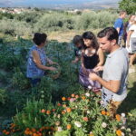 Chania: Cretan Wine, Olive Oil & Cooking Workshop - Who Will Enjoy This Tour?