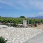 Chania: Full-Day Vineyard & Winery Private Tour w/ Tastings - FAQ