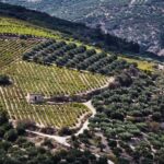 Chania Luxuries: Secrets of Wine and Olive Oil Tastings - Itinerary Breakdown