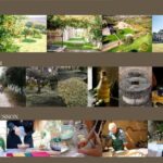 Chania: Olive Oil Tasting & Cooking Class at Metohi Istoria - The Sum Up