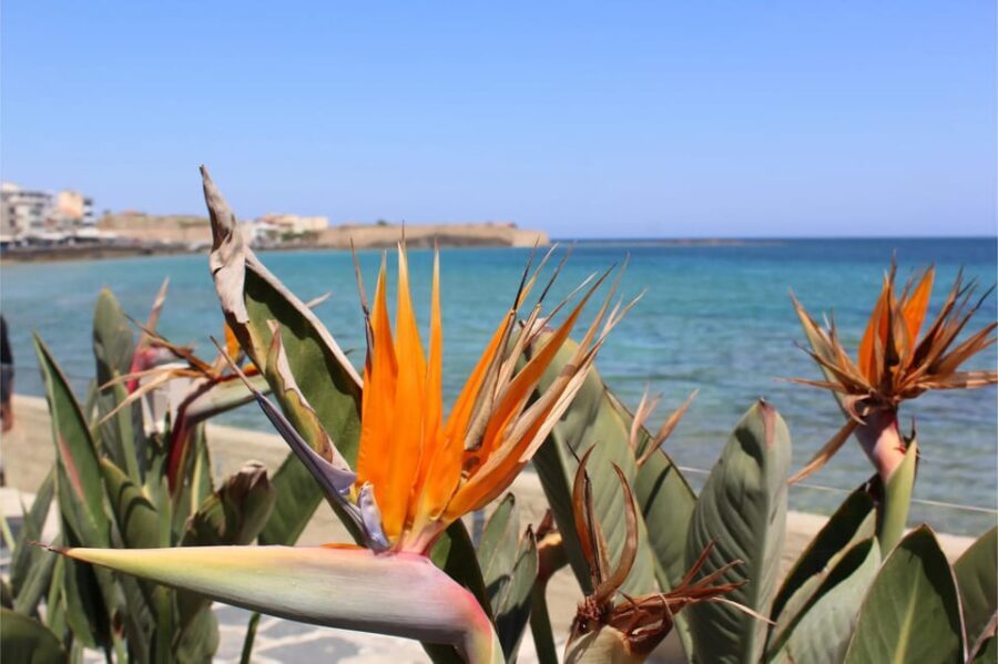 Chania: Private Walking Tour: History, Sights, Food & Senses - A Deep Dive into the Chania Walking Tour