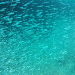 Chania: Scuba Diving and Snorkeling for Beginners by Boat - Final Thoughts: Who Is It Best For?