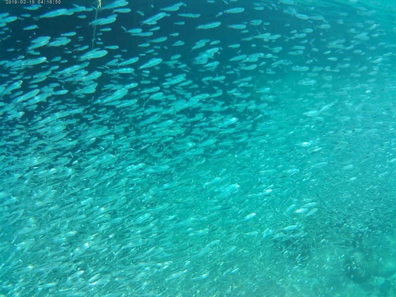 Chania: Scuba Diving and Snorkeling for Beginners by Boat - Final Thoughts: Who Is It Best For?