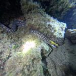 Chania Scuba Diving | Night Dive | Certified Divers - Final Thoughts: Who Should Consider This Tour?