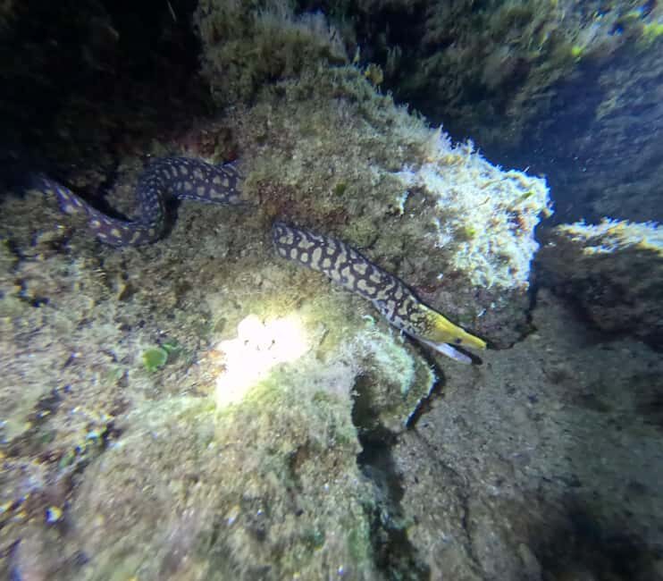 Chania Scuba Diving | Night Dive | Certified Divers - Final Thoughts: Who Should Consider This Tour?