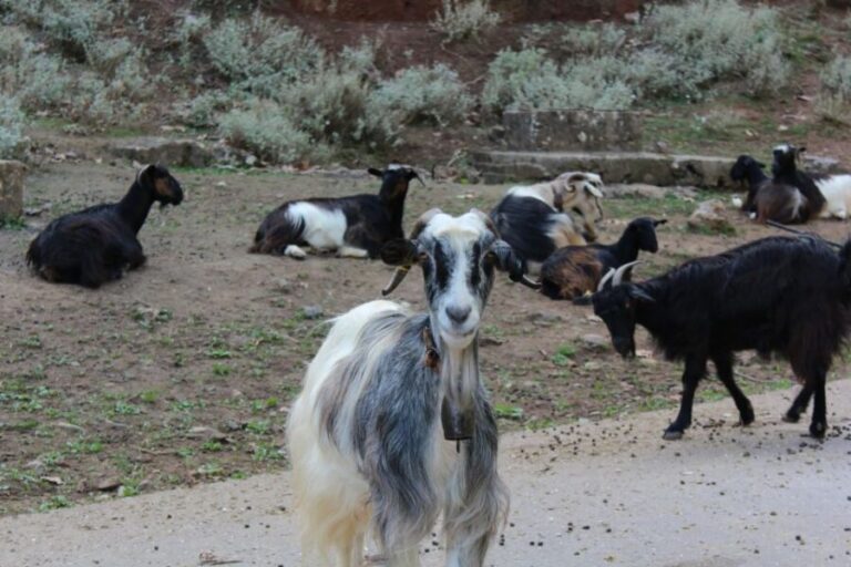 Chania White Mountains Private Tour: From Sea to Summit - What Makes This Tour Stand Out?
