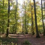 Chantilly by bike or Chantilly with electric bike - FAQ