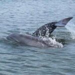 Charleston Dolphin Cruise Scenic Harbor Adventure - What You’ll See and Do: The Scenic Itinerary